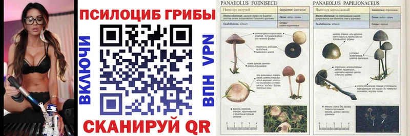 кракен зеркало  Славск  Галлюциногенные грибы Psilocybe 